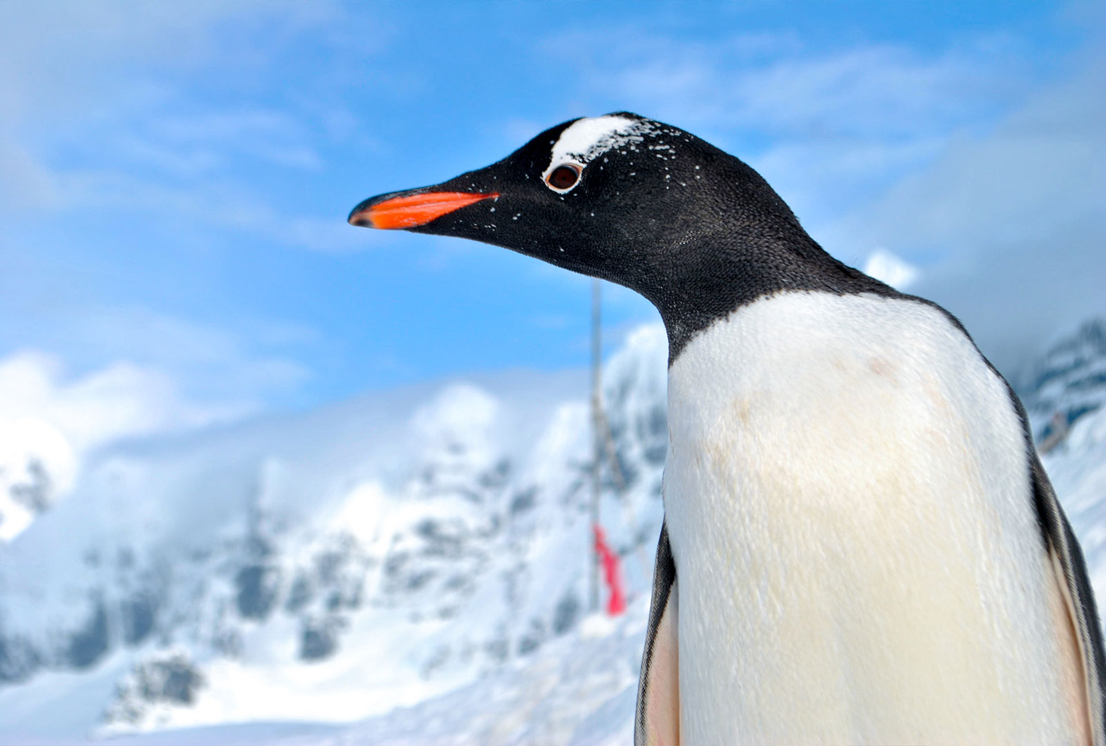 Dayana-Cañon-Abriendo-camino-a-las-mujeres-en-la-Antártica-Chilena-5